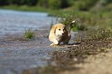 CORGI PEMBROKE 775